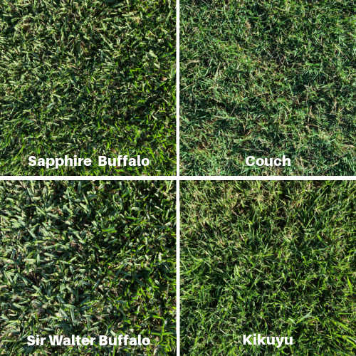 grass-types-maitland-turf-farm