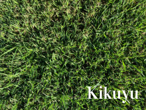 kikuyu-turf-newcastle